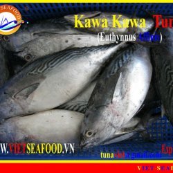 Tuna Fish Rounds