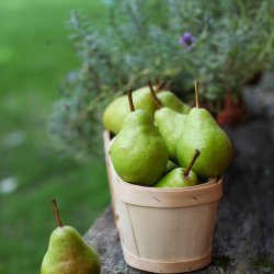 Crispy Pears