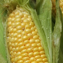 Corn With Aromatic Seasonings