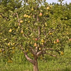 Harvest Pears