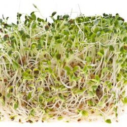 How to Sprout Alfalfa