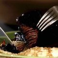 Red Wine Braised Short Ribs (Claire Robinson)
