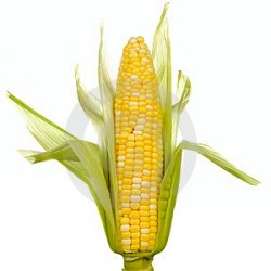 Corn Timbales