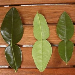 Prawns With Kaffir Lime Leaves