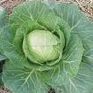 Southern Cabbage And Potatoes