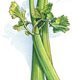 Parmesan Celery