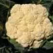 Cauliflower Casserole 2