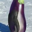 Spicy Stir Fried Eggplant