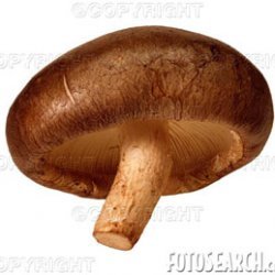 Shitake Mushroom  And Fontina Crostini