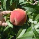 Peach Pie Supreme