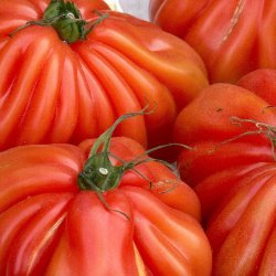 Belgian Tomatoes