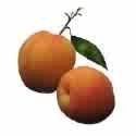 Apricot Squares