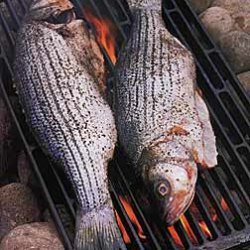 Grilled Striped Bass