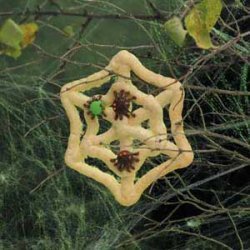 Spiderweb Cookies