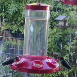 Hummingbird Feeding Solution